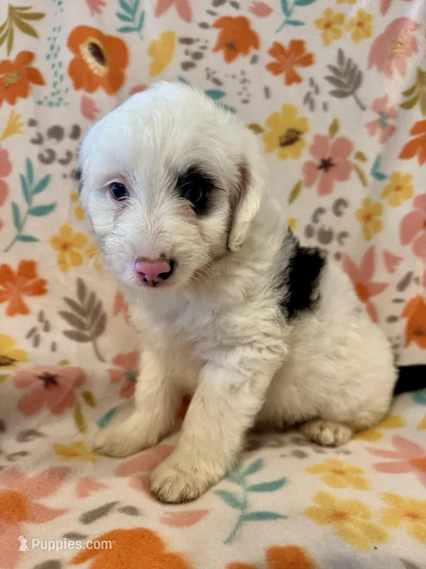 Spud – Aussiedoodle puppy for sale in Howe, OK
