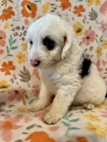 Spud, a male Aussiedoodle for sale in Howe, OK – Photo 2 of 3