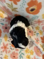 Jack , a male Cavapoo for sale in Howe, OK – 5 of 5