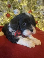 Romeo, a male Cavapoo for sale in Howe, OK – Photo 5 of 6