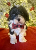 Romeo, a male Cavapoo for sale in Howe, OK – Photo 1 of 6