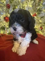 Romeo, a male Cavapoo for sale in Howe, OK – Photo 6 of 6