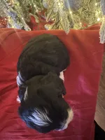 Romeo, a male Cavapoo for sale in Howe, OK – Photo 2 of 6