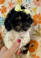 Piper, a female Poodle - Miniature  for sale in Howe, OK – 3 of 4