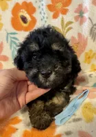 Rex, a male Poodle - Miniature  for sale in Howe, OK – 4 of 4