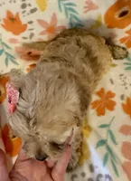 Rosie, a female Cavapoo for sale in Howe, OK – 3 of 6