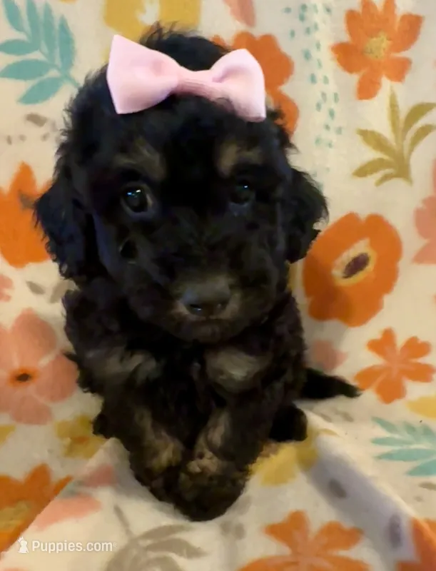 Roxie  – Poodle - Miniature  puppy for sale in Howe, OK