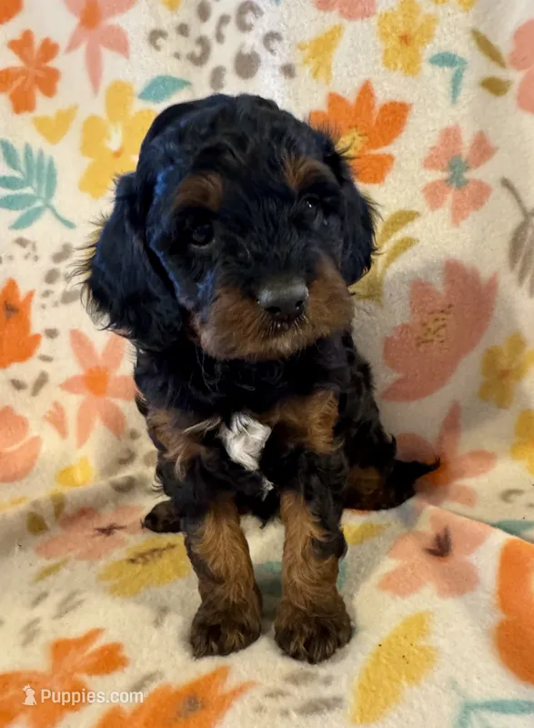 Maverick – Cavapoo puppy for sale in Howe, OK