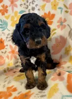Maverick, a male Cavapoo for sale in Howe, OK – 1 of 4