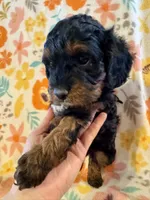 Maverick, a male Cavapoo for sale in Howe, OK – 4 of 4