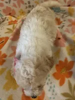 Maisie, a female Poodle - Miniature  for sale in Howe, OK – 2 of 4