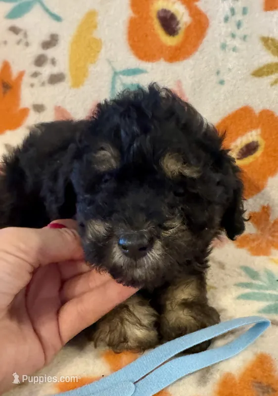 Rex – Poodle - Miniature  puppy for sale in Howe, OK