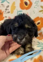 Rex, a male Poodle - Miniature  for sale in Howe, OK – 1 of 4
