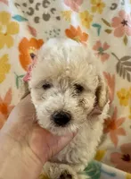Maisie, a female Poodle - Miniature  for sale in Howe, OK – 3 of 4
