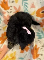 Roxie , a female Poodle - Miniature  for sale in Howe, OK – 4 of 4