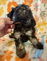 Rex, a male Poodle - Miniature  for sale in Howe, OK – 2 of 4