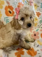 Rosie, a female Cavapoo for sale in Howe, OK – 2 of 6