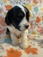Jack , a male Cavapoo for sale in Howe, OK – 4 of 5