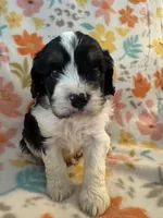 Jack , a male Cavapoo for sale in Howe, OK – 3 of 5