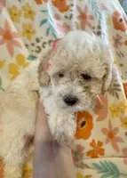 Maisie, a female Poodle - Miniature  for sale in Howe, OK – 4 of 4