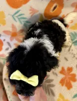 Piper, a female Poodle - Miniature  for sale in Howe, OK – 2 of 4