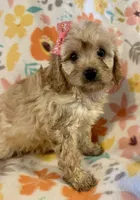 Rosie, a female Cavapoo for sale in Howe, OK – 6 of 6
