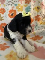 Peaches, a female Cavapoo for sale in Howe, OK – 4 of 4