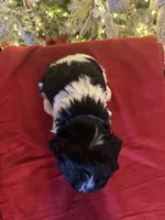 Bruno, a male Cavapoo for sale in Howe, OK – Photo 6 of 6