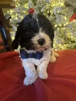 Bruno, a male Cavapoo for sale in Howe, OK – Photo 5 of 6