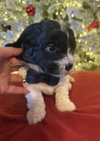 Bruno, a male Cavapoo for sale in Howe, OK – Photo 1 of 6