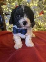 Bruno, a male Cavapoo for sale in Howe, OK – Photo 2 of 6