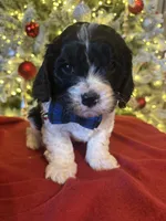 Bruno, a male Cavapoo for sale in Howe, OK – Photo 4 of 6