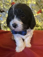 Bruno, a male Cavapoo for sale in Howe, OK – Photo 3 of 6