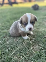 Willie, a male Cardigan Welsh Corgi and Pembroke Welsh Corgi for sale in Albany, TX – 3 of 4