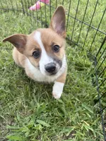 Patsy, a female Cardigan Welsh Corgi and Pembroke Welsh Corgi for sale in Albany, TX – 2 of 7
