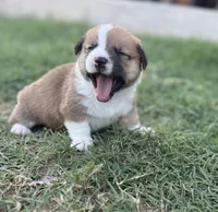 Patsy, a female Cardigan Welsh Corgi and Pembroke Welsh Corgi for sale in Albany, TX – 4 of 7