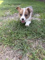Willie, a male Cardigan Welsh Corgi and Pembroke Welsh Corgi for sale in Albany, TX – 4 of 4