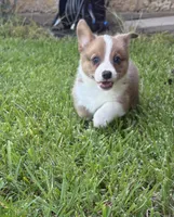 Willie, a male Cardigan Welsh Corgi and Pembroke Welsh Corgi for sale in Albany, TX – 2 of 4