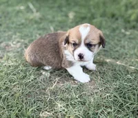 George, a male Cardigan Welsh Corgi and Pembroke Welsh Corgi for sale in Albany, TX – 4 of 6