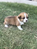 Patsy, a female Cardigan Welsh Corgi and Pembroke Welsh Corgi for sale in Albany, TX – 5 of 7