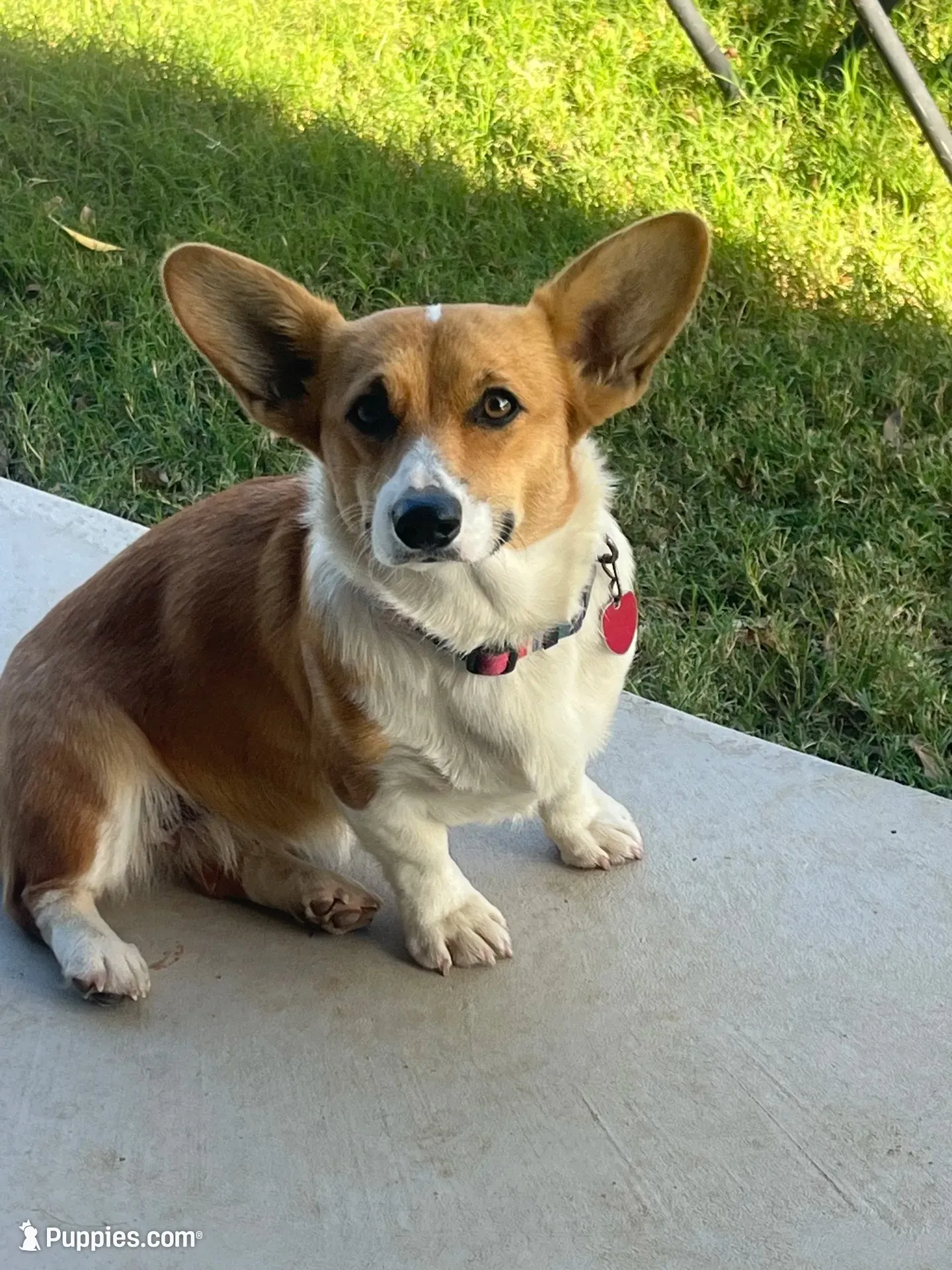 George, a male Cardigan Welsh Corgi and Pembroke Welsh Corgi for sale in Albany, TX – 5 of 6