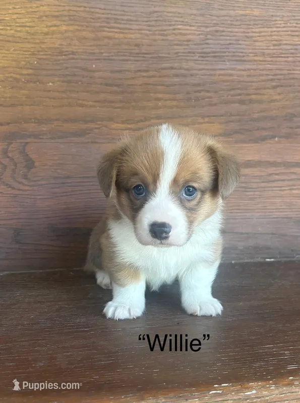 Willie – Cardigan Welsh Corgi, Pembroke Welsh Corgi puppy for sale in Albany, TX
