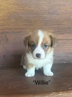 Willie, a male Cardigan Welsh Corgi and Pembroke Welsh Corgi for sale in Albany, TX – 1 of 4