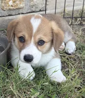 George, a male Cardigan Welsh Corgi and Pembroke Welsh Corgi for sale in Albany, TX – 2 of 6
