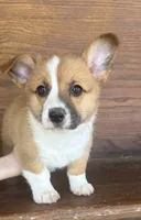 Patsy, a female Cardigan Welsh Corgi and Pembroke Welsh Corgi for sale in Albany, TX – 1 of 7