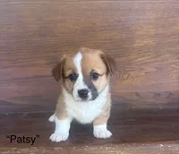 Patsy, a female Cardigan Welsh Corgi and Pembroke Welsh Corgi for sale in Albany, TX – 3 of 7