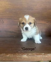 George, a male Cardigan Welsh Corgi and Pembroke Welsh Corgi for sale in Albany, TX – 3 of 6