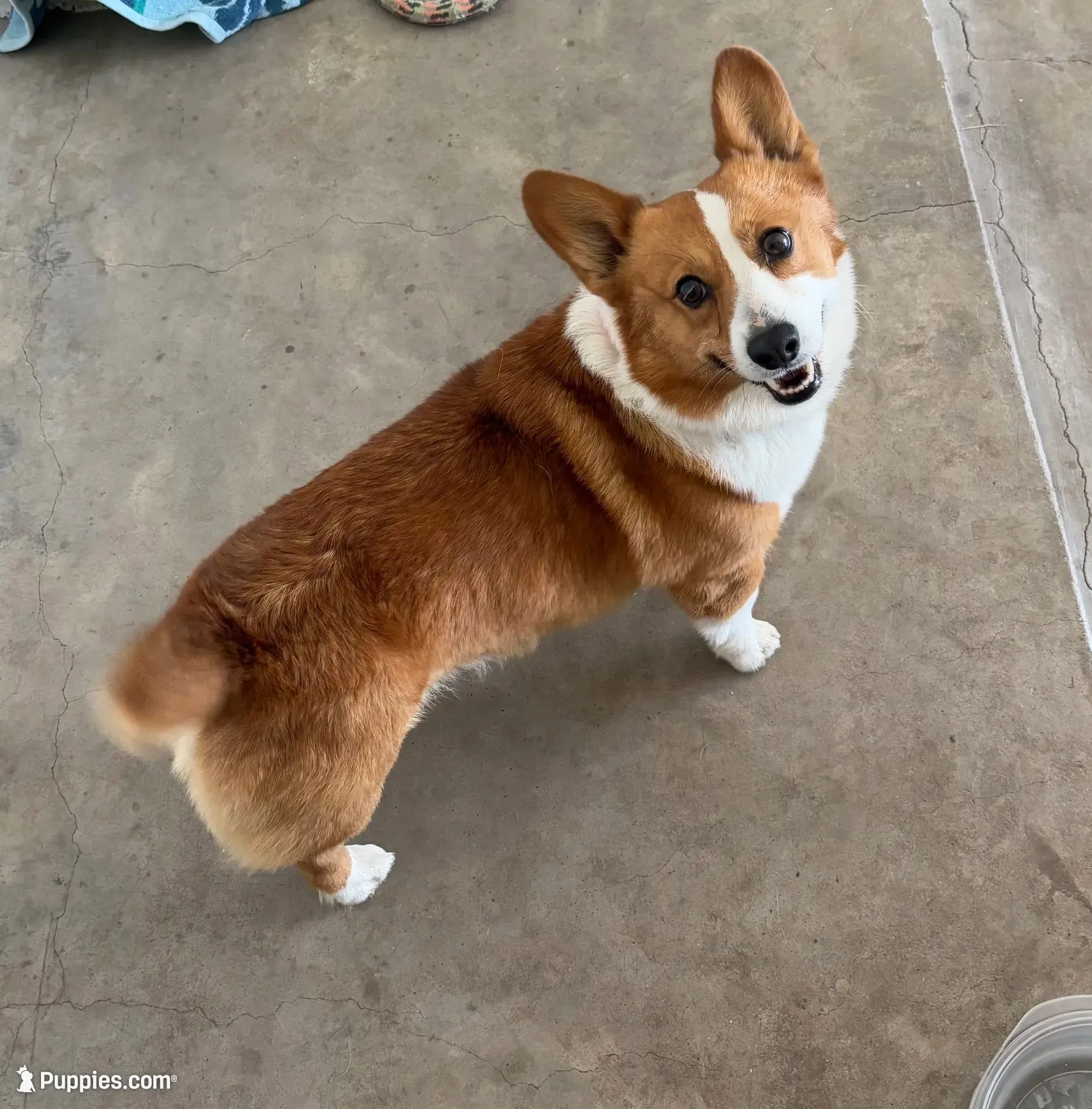 George, a male Cardigan Welsh Corgi and Pembroke Welsh Corgi for sale in Albany, TX – 6 of 6