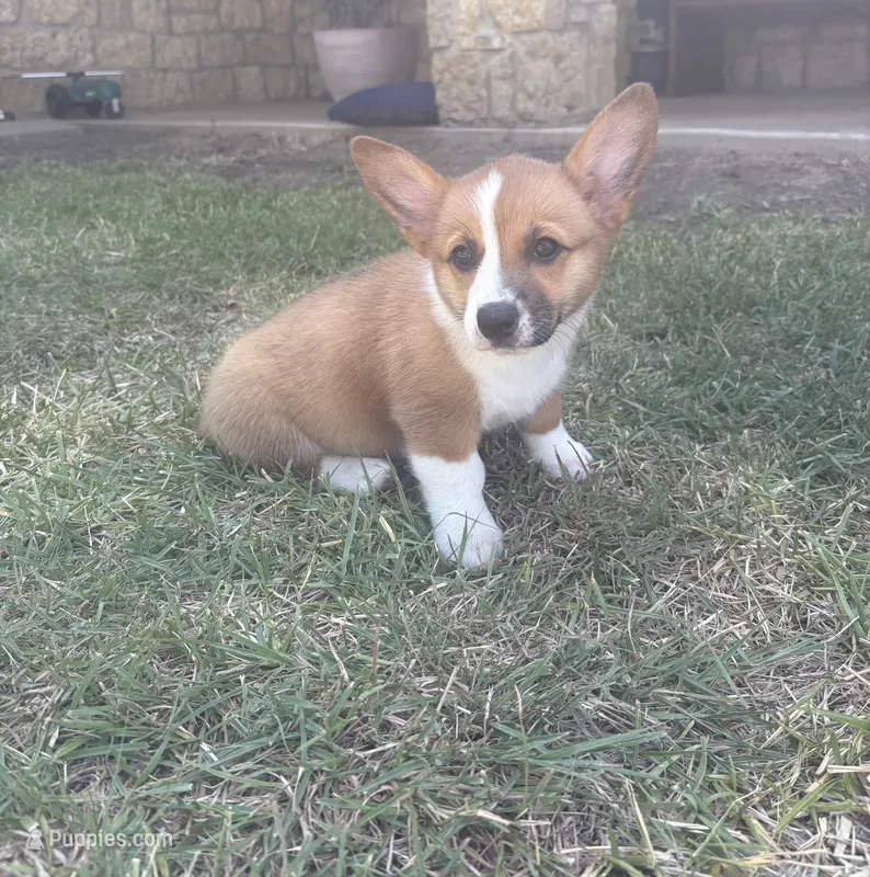 Patsy – Cardigan Welsh Corgi, Pembroke Welsh Corgi puppy for sale in Albany, TX