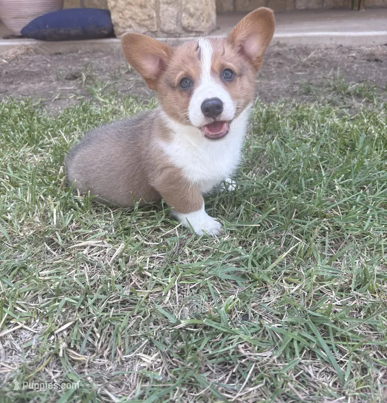 Willie – Cardigan Welsh Corgi, Pembroke Welsh Corgi puppy for sale in Albany, TX